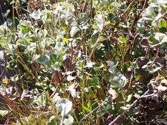 Xanthosia rotundifolia, photograph (c) Em Lamond, some rights reserved (CC BY)