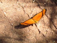 Dryas iulia alcionea
