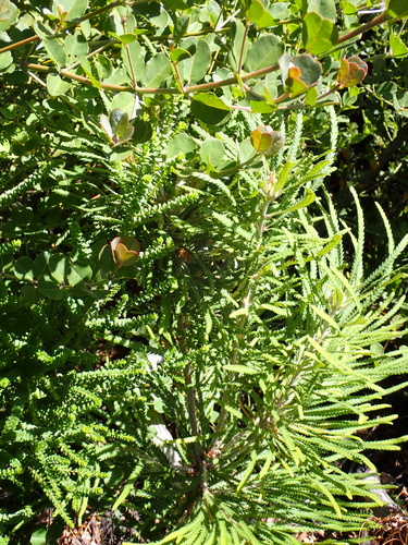 Showy Dryandra (Banksia formosa)