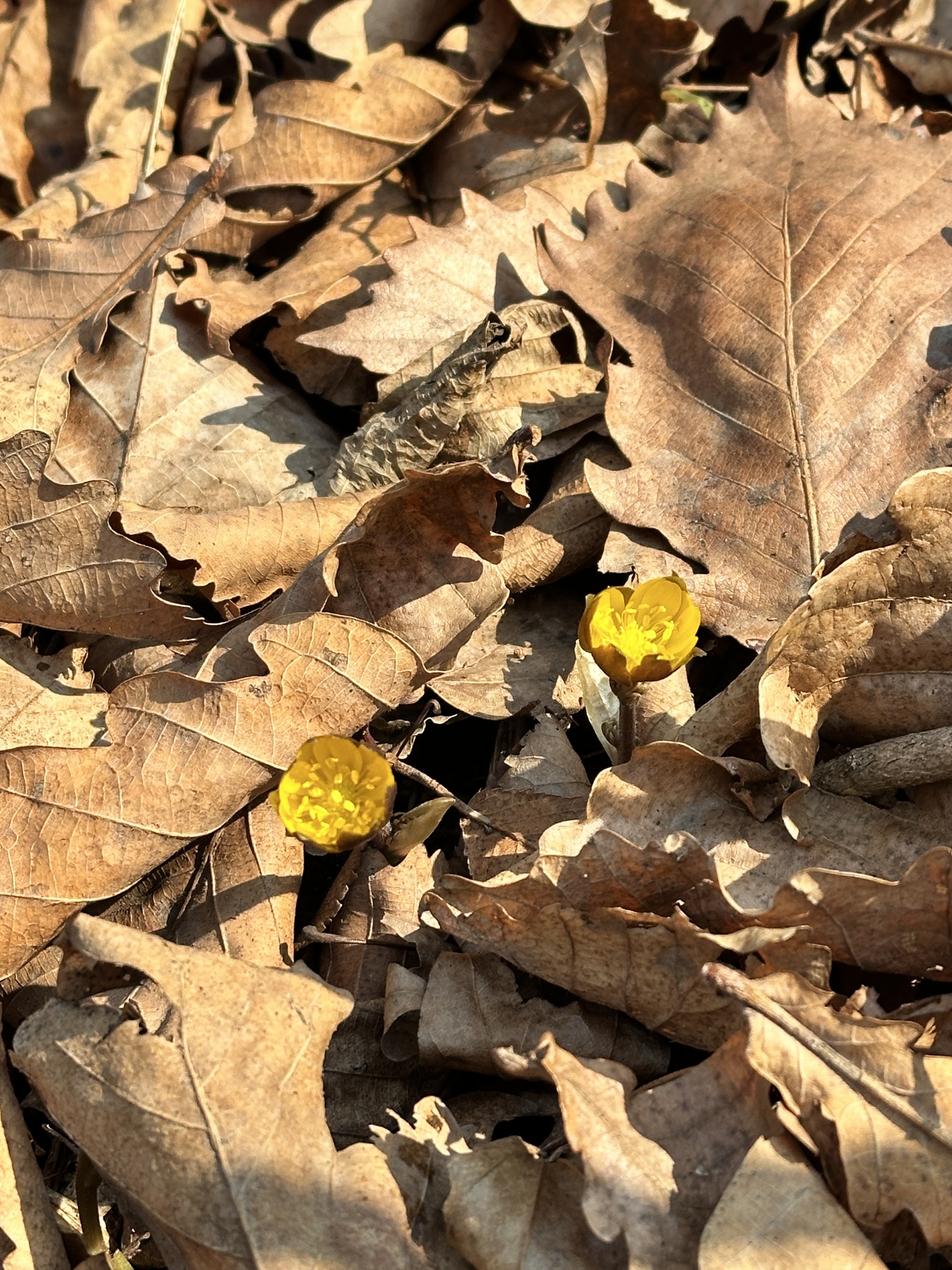 Adonis Amurensis (Adonis amurensis)