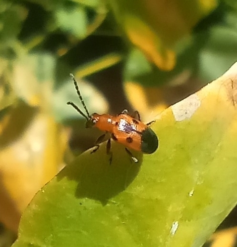 Neolema dorsalis
