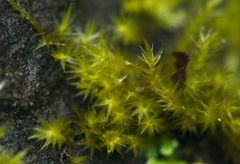 Rhynchostegiella tenella