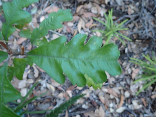 Stirling Range Banksia (Banksia solandri)