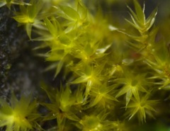 Rhynchostegiella tenella