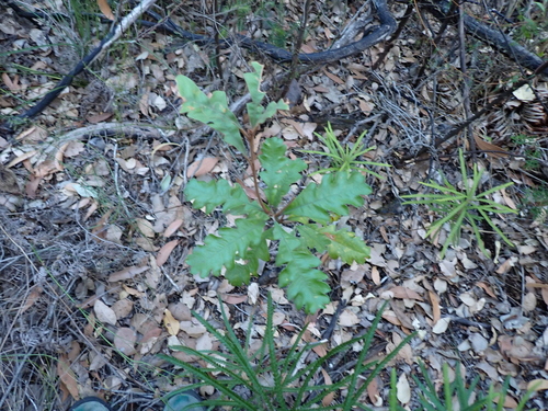 Banksia solandri, photograph 1