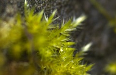 Rhynchostegiella tenella
