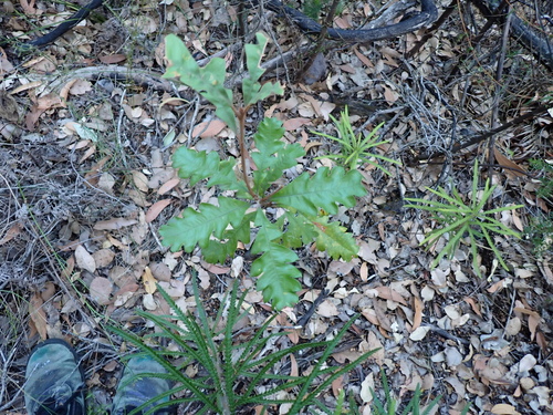 Banksia solandri, photograph 2