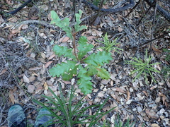 Em Lamond, CC BY, iNaturalist via GBIF Banksia solandri, photograph Em Lamond, CC BY, iNaturalist via GBIF