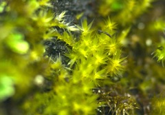 Rhynchostegiella tenella