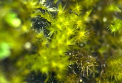 Rhynchostegiella tenella