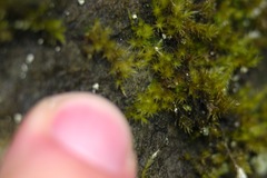 Rhynchostegiella tenella