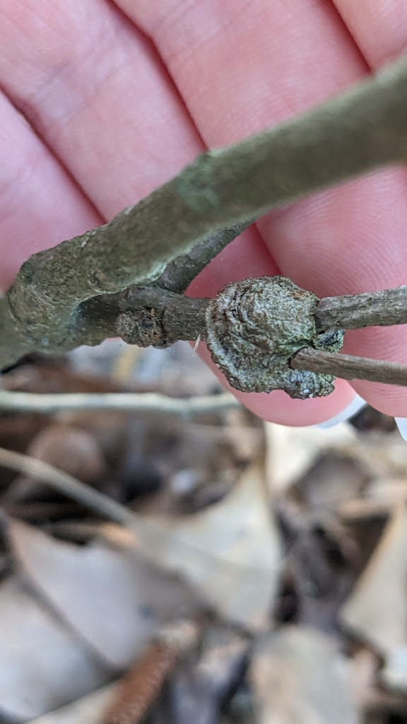 Phylloporia amplectens