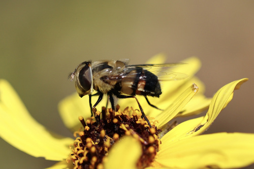 Unknown species found near Point Loma, San Diego, CA, USA