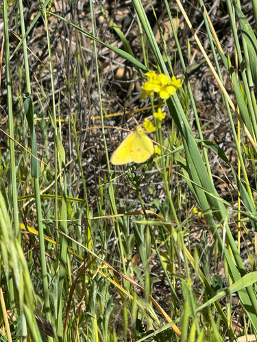 iNaturalist observation photo of Clouded Yellows