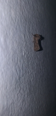 Lepidoptera