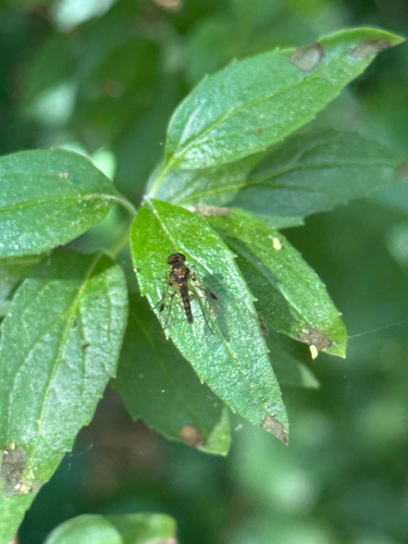iNaturalist observation photo of Chrysopilus
