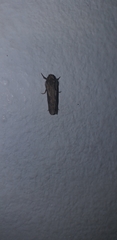 Lepidoptera