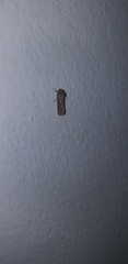 Lepidoptera