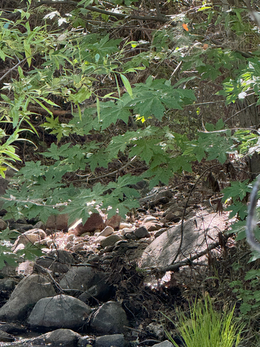 iNaturalist observation photo of bigleaf maple