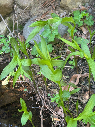 iNaturalist observation photo of Stream Orchid
