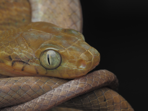 Boiga irregularis observed 2026-03-04