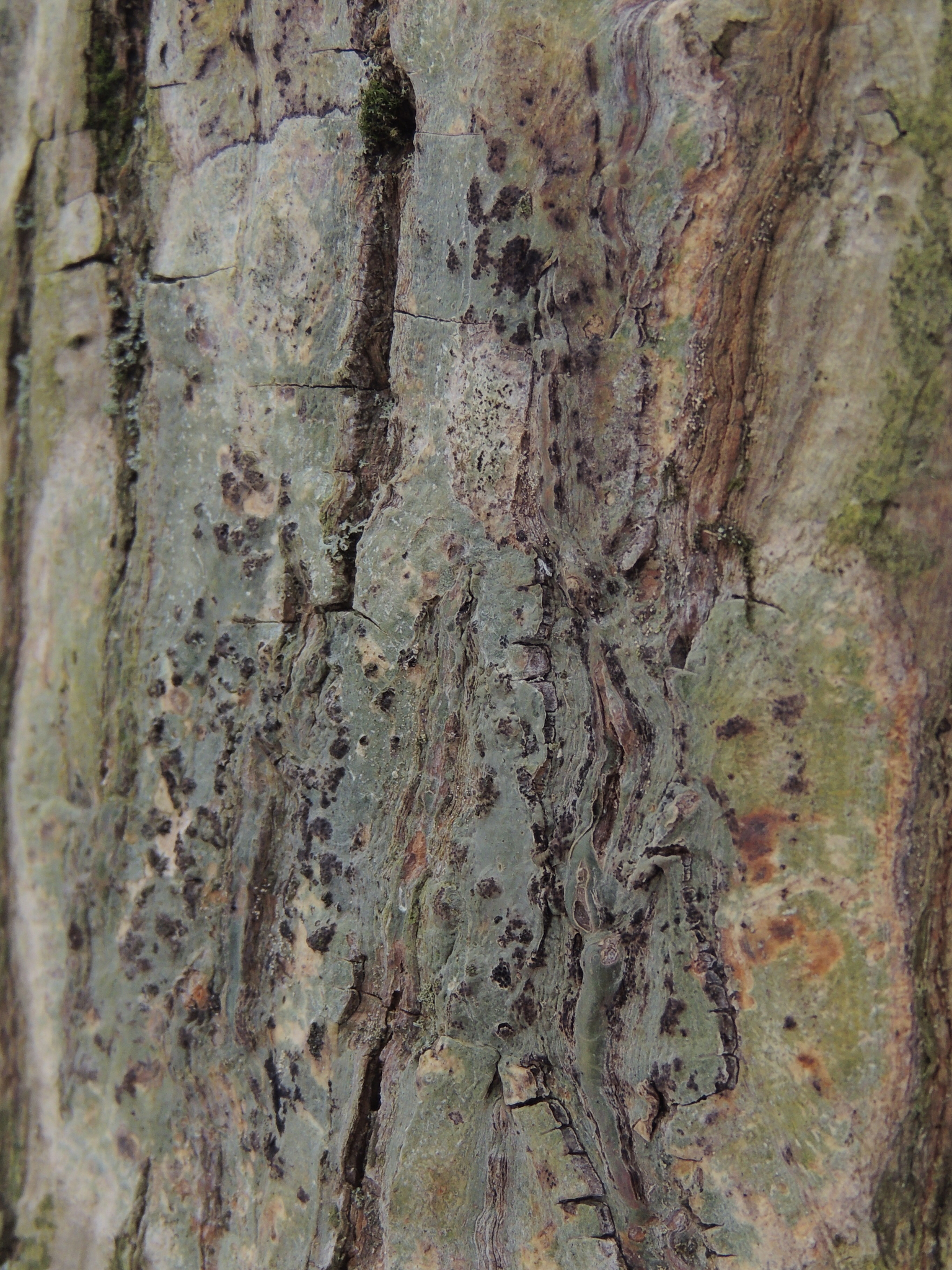 Trypetheliaceae image