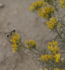 Chrysothamnus viscidiflorus viscidiflorus