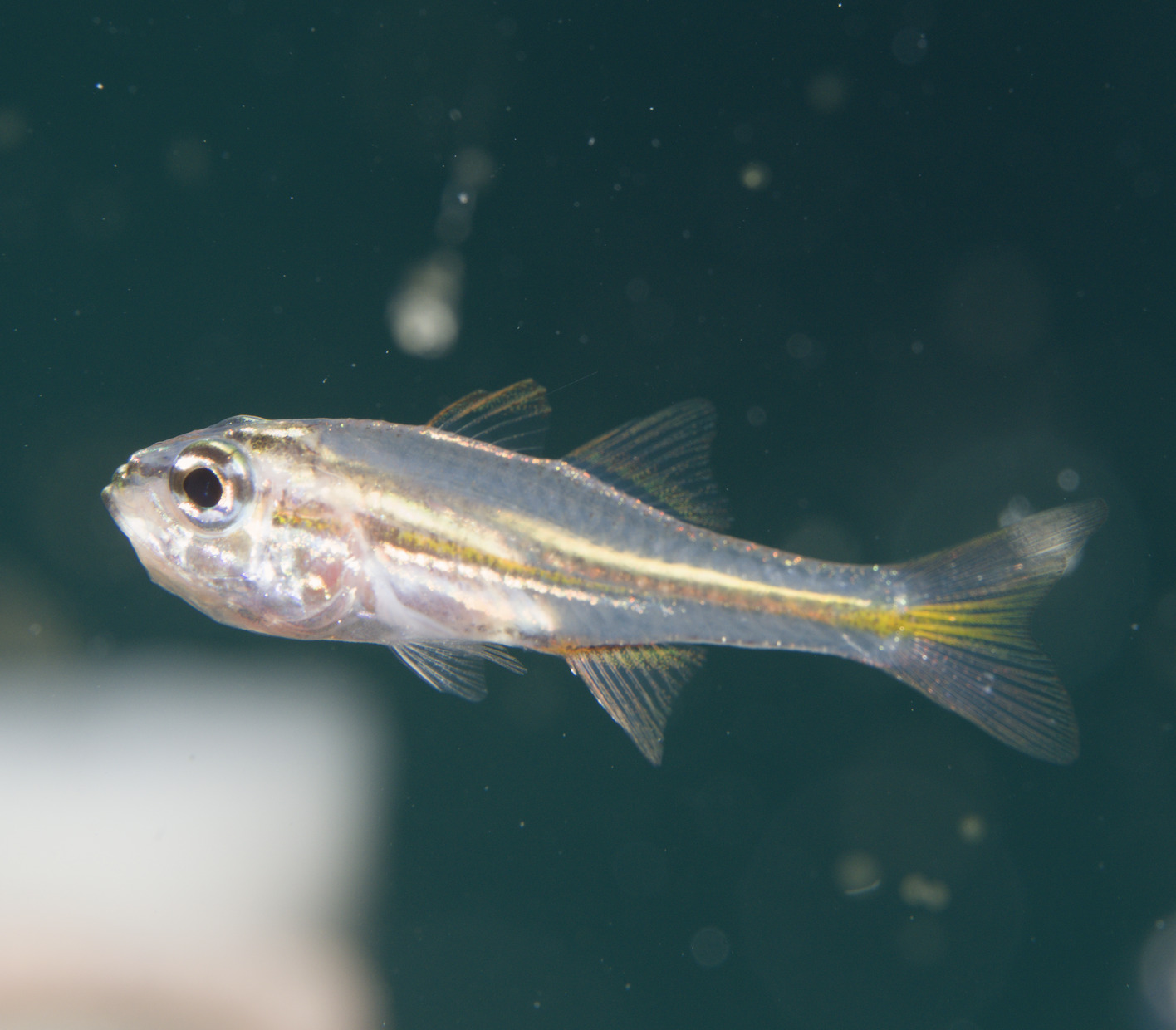 Tiny Cardinalfish photo 2