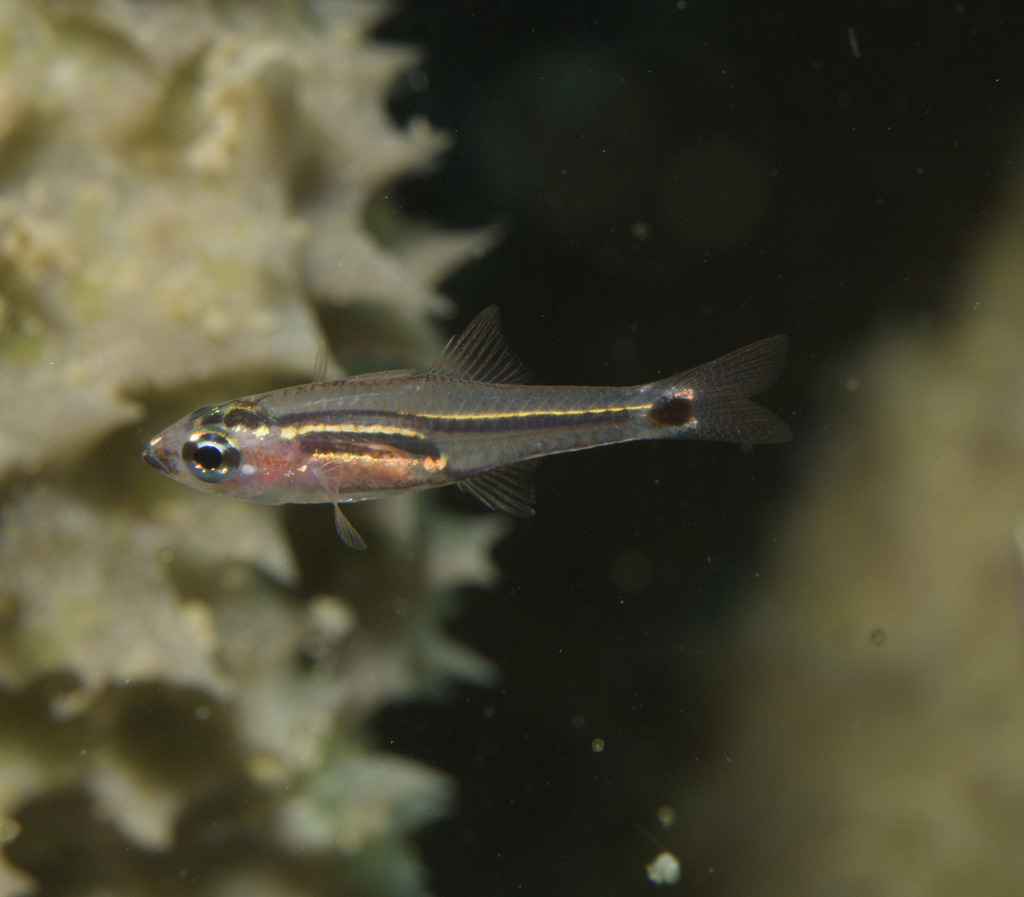Mini cardinalfish (Ostorhinchus neotes) — Apogonidae