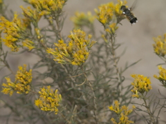 Chrysothamnus viscidiflorus viscidiflorus