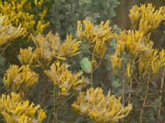 Chrysothamnus viscidiflorus viscidiflorus