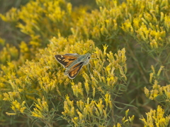 Chrysothamnus viscidiflorus viscidiflorus