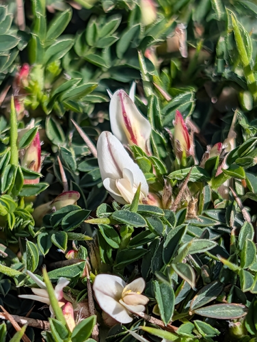 Astragalus balearicus, photograph 3