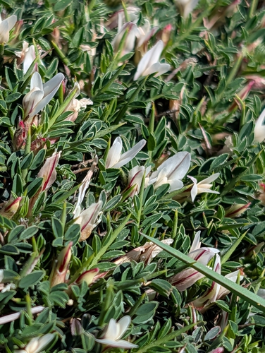 Astragalus balearicus, photograph 4