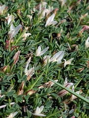 Astragalus balearicus, photograph author not stated, no rights reserved