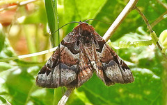 Euclidia ardita