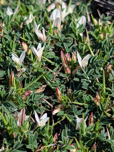 Astragalus balearicus, photograph 5