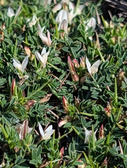 Astragalus balearicus, photograph author not stated, no rights reserved