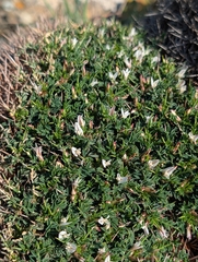 Astragalus balearicus, photograph author not stated, no rights reserved
