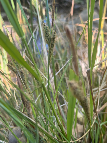 iNaturalist observation photo of Santa Barbara sedge
