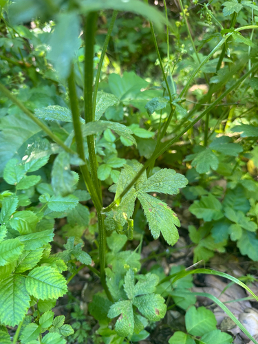 iNaturalist observation photo of Pacific Sanicle