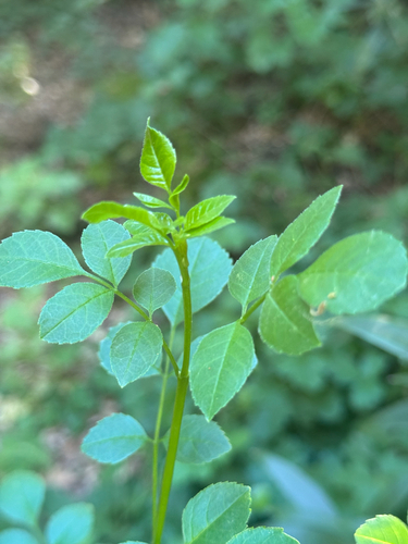 iNaturalist observation photo of California Ash