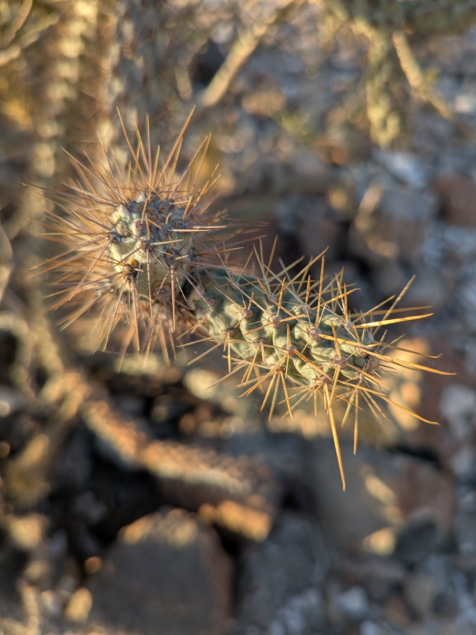 Brincadora Cholla (Cylindropuntia alcahes)