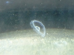 Craspedacusta sowerbii