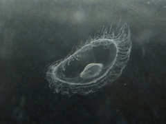 Craspedacusta sowerbii