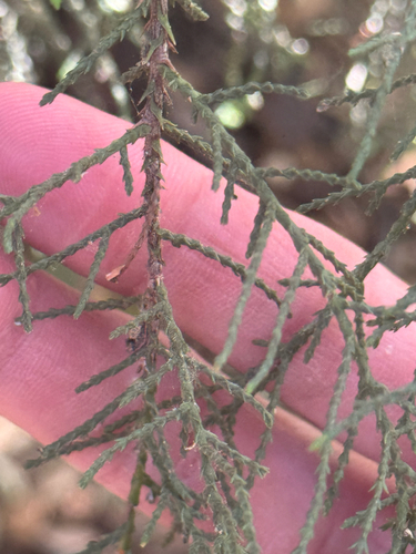 iNaturalist observation photo of Tecate cypress