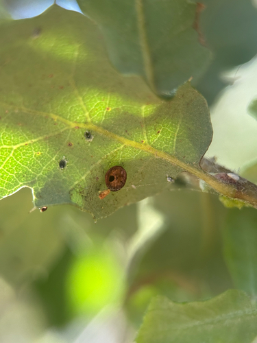 iNaturalist observation photo of Disc Gall Wasp