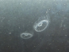 Craspedacusta sowerbii