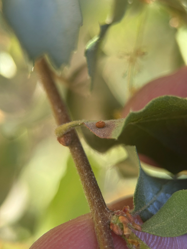 iNaturalist observation photo of Jumping Gall Wasp
