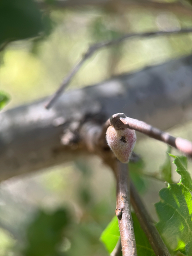 iNaturalist observation photo of Disholcaspis